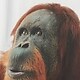 Bela - optic white orangutan