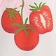 Rdeča - Tomato